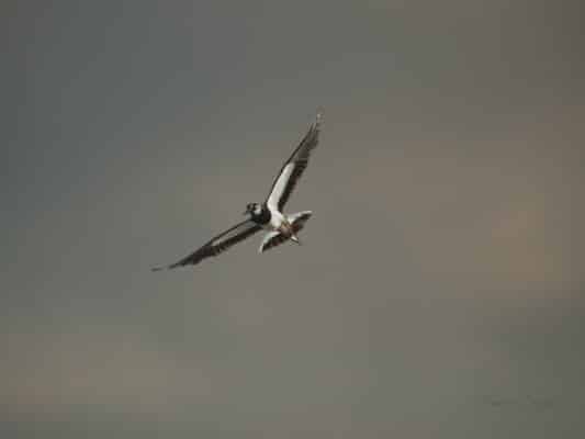 Vögel 0207032